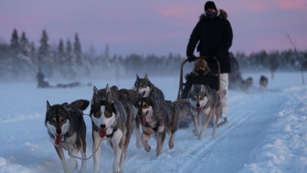 Huskysafari’s in Levi.